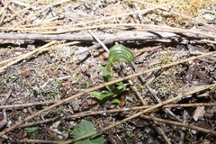Pterostylis vittata