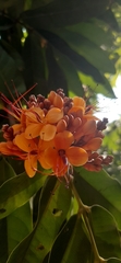Saraca