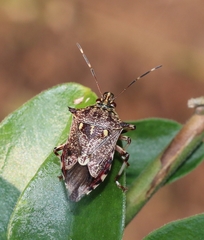 Eocanthecona furcellata