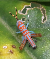 Pirithoicus ophthalmicus