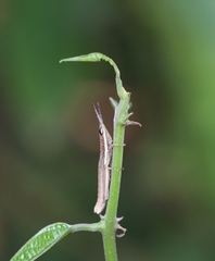 Neorthacris