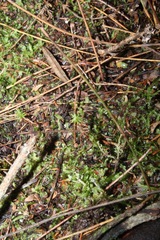Drosera roseana