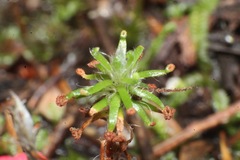 Drosera roseana
