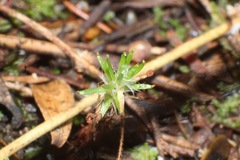 Drosera roseana