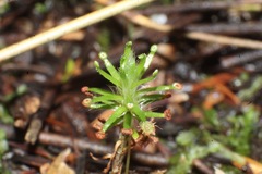 Drosera roseana