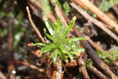 Drosera roseana