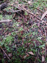 Drosera roseana