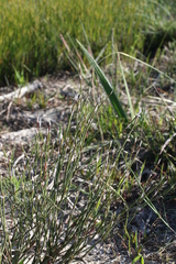 Restio impolitus