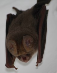 Hipposideros