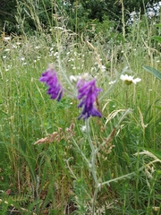 Vicia villosa villosa