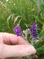 Vicia villosa villosa