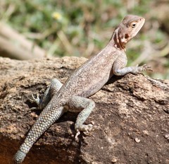Agama dodomae