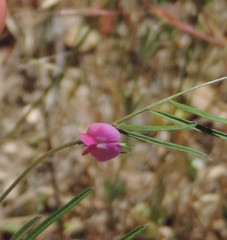Lathyrus sphaericus