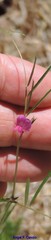 Lathyrus sphaericus