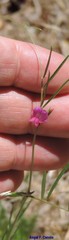 Lathyrus sphaericus