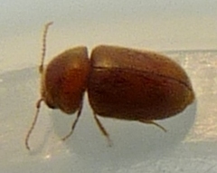 Anobiinae