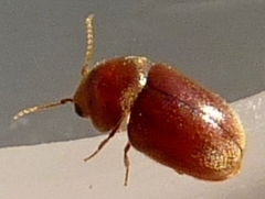 Anobiinae