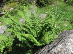 Athyrium distentifolium