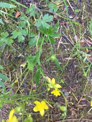 Ranunculus occidentalis