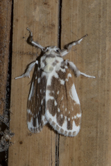 Pseudoadites frigida