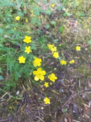 Ranunculus occidentalis