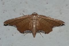 Hypolamprus angulalis