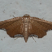 Hypolamprus angulalis - Photo (c) Vijay Anand Ismavel,  זכויות יוצרים חלקיות (CC BY-NC-SA)