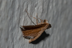Hypolamprus angulalis
