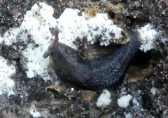 Limax cinereoniger