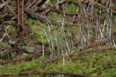 Lophocolea semiteres