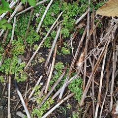 Hesperocodon hederaceus