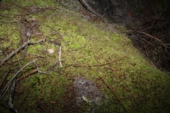 Lophocolea semiteres