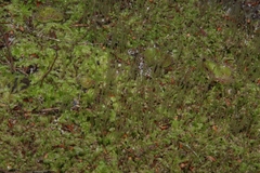 Lophocolea semiteres