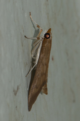 Crypsiptya coclesalis