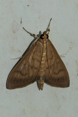 Crypsiptya coclesalis