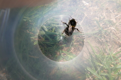 Bombus hortorum