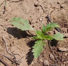 Verbena bracteata