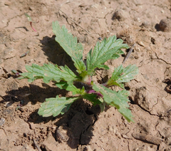 Verbena bracteata