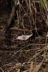 Entoloma moongum