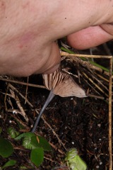 Entoloma moongum