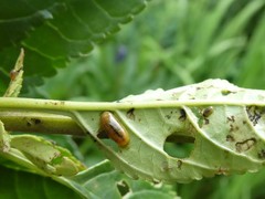 Cionus scrophulariae