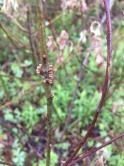 Callirhytis quercusgemmaria