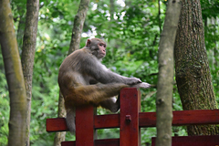 Macaca mulatta