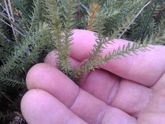 Lateristachys lateralis