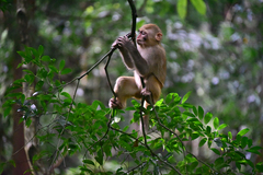 Macaca mulatta