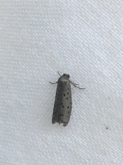 Yponomeuta multipunctella