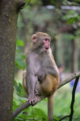 Macaca mulatta