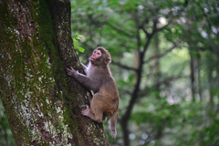 Macaca mulatta