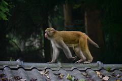 Macaca mulatta