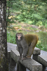 Macaca mulatta